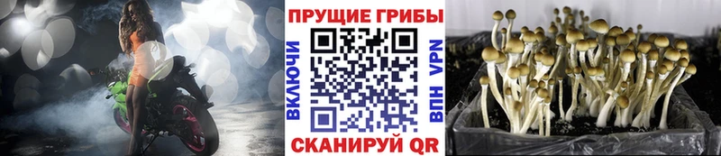 Галлюциногенные грибы прущие грибы  Калач-на-Дону 